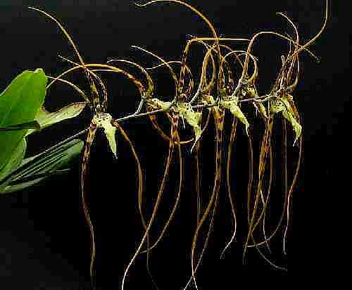 Brassia caudata